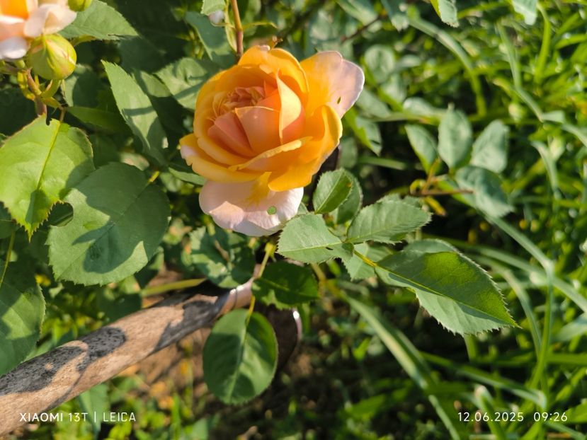  - Trandafiri 2025 ll