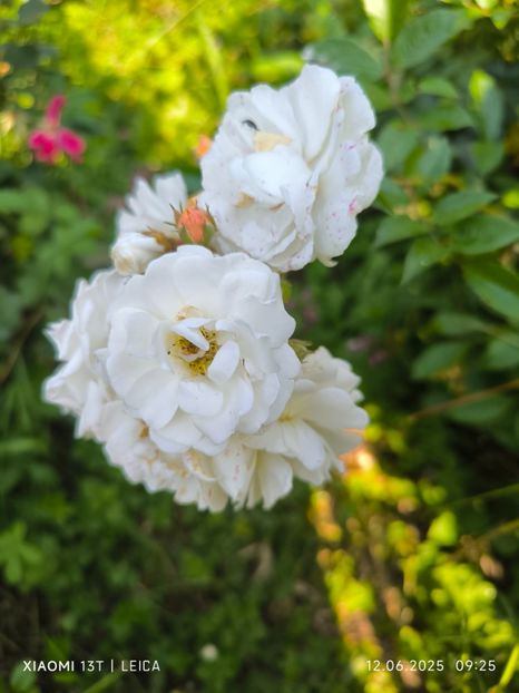  - Trandafiri 2025 ll