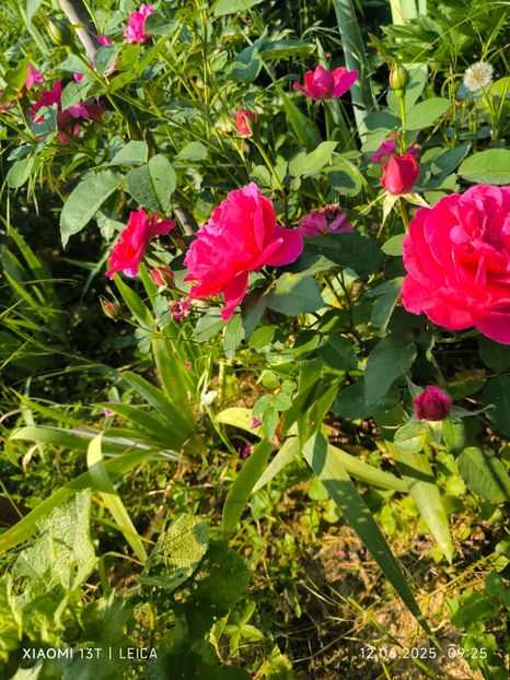  - Trandafiri 2025 ll