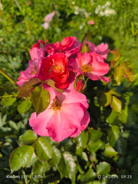  - Trandafiri 2025 ll