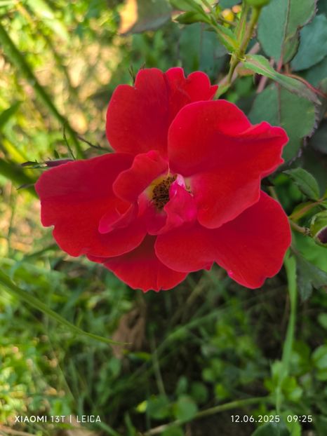  - Trandafiri 2025 ll