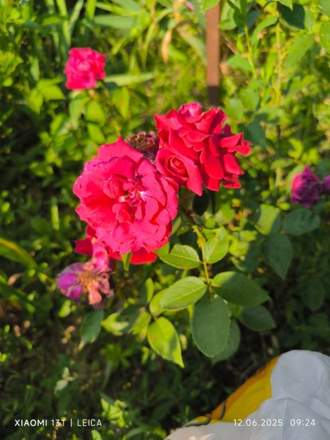  - Trandafiri 2025 ll