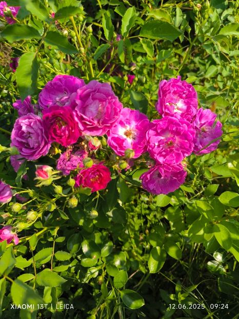  - Trandafiri 2025 ll