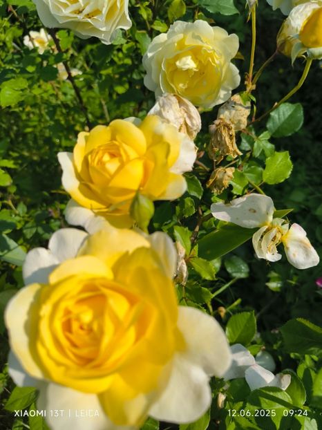  - Trandafiri 2025 ll