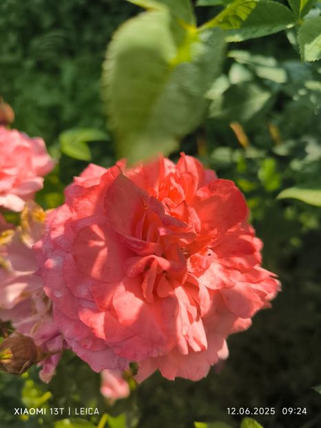  - Trandafiri 2025 ll