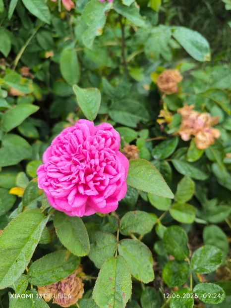  - Trandafiri 2025 ll