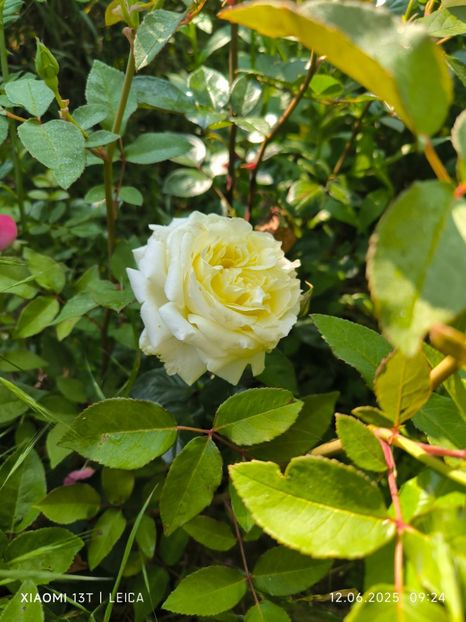  - Trandafiri 2025 ll