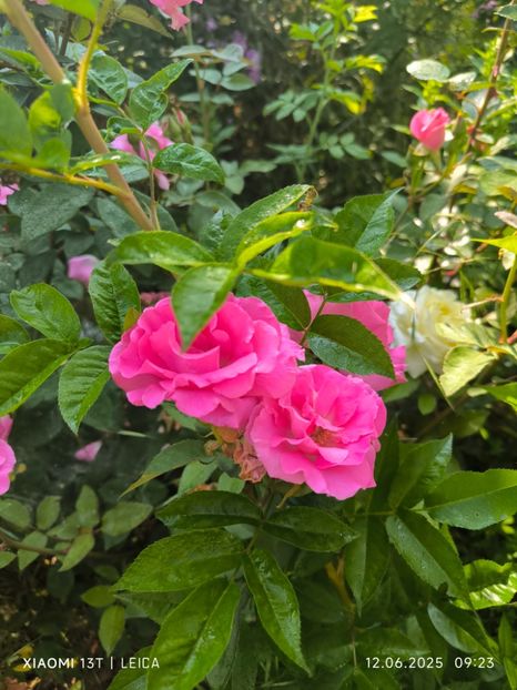  - Trandafiri 2025 ll