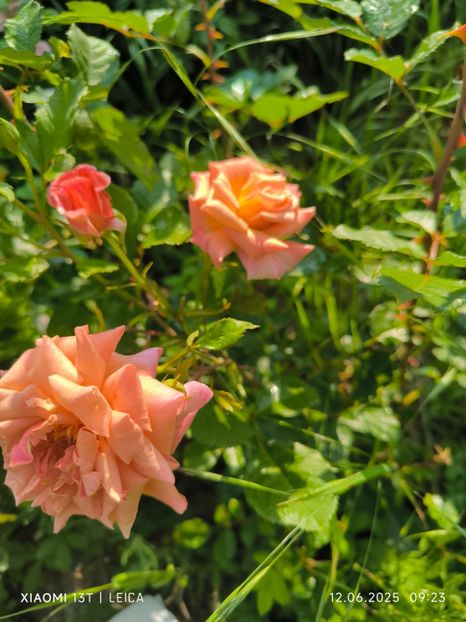  - Trandafiri 2025 ll