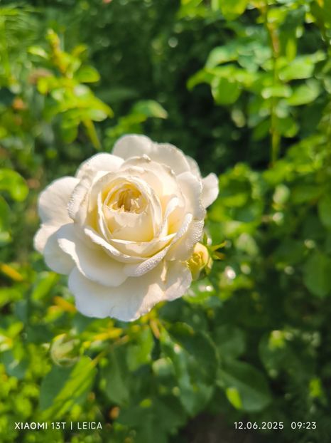  - Trandafiri 2025 ll