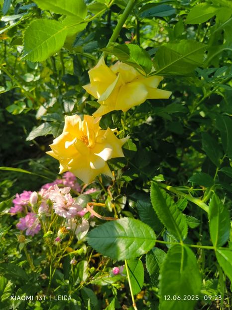  - Trandafiri 2025 ll