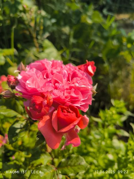  - Trandafiri 2025 ll