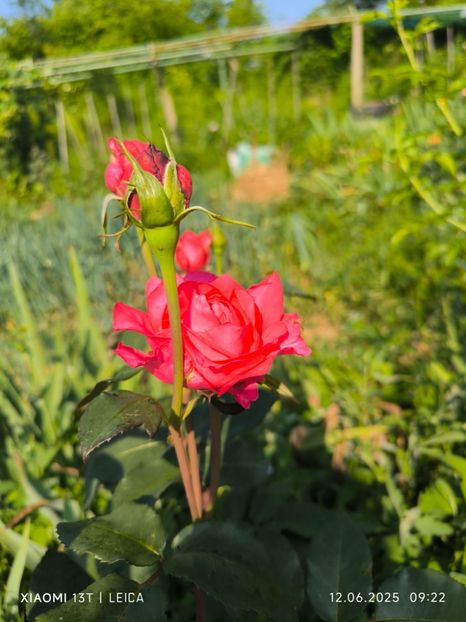  - Trandafiri 2025 ll