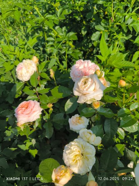  - Trandafiri 2025 ll