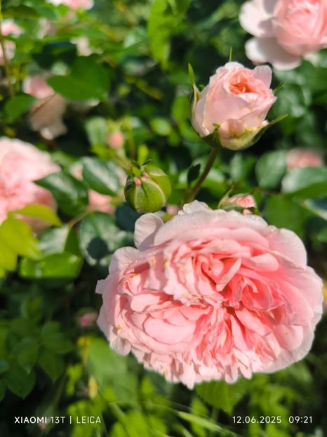  - Trandafiri 2025 ll