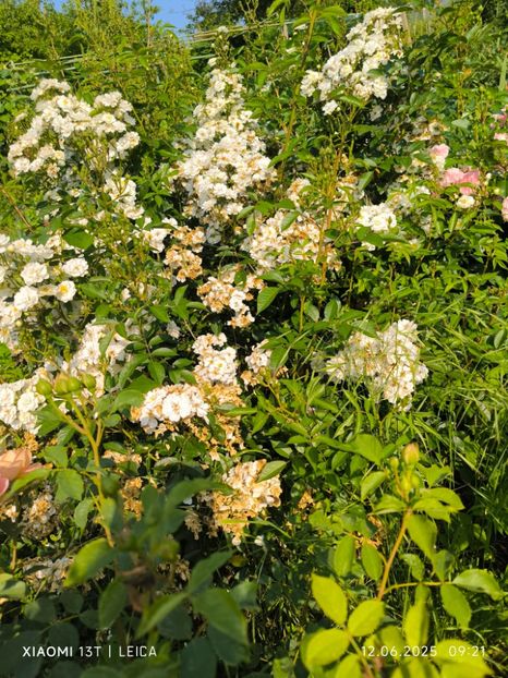  - Trandafiri 2025 ll