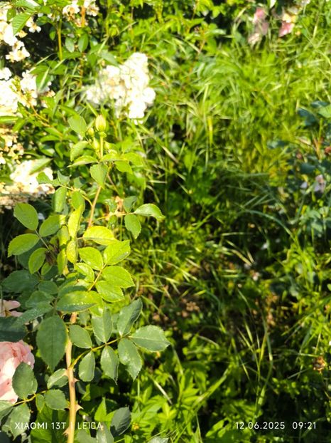  - Trandafiri 2025 ll