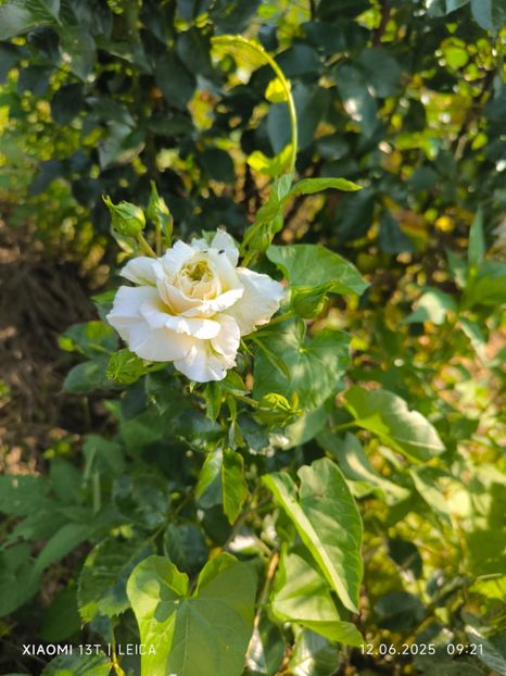  - Trandafiri 2025 ll