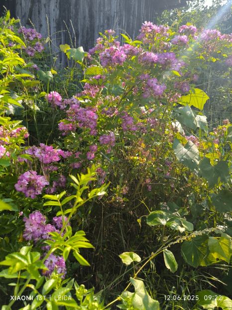  - Trandafiri 2025 ll