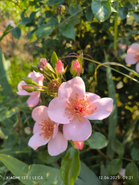  - Trandafiri 2025 ll