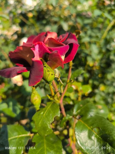  - Trandafiri 2025 ll