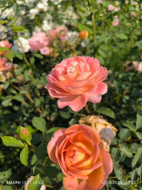  - Trandafiri 2025 ll