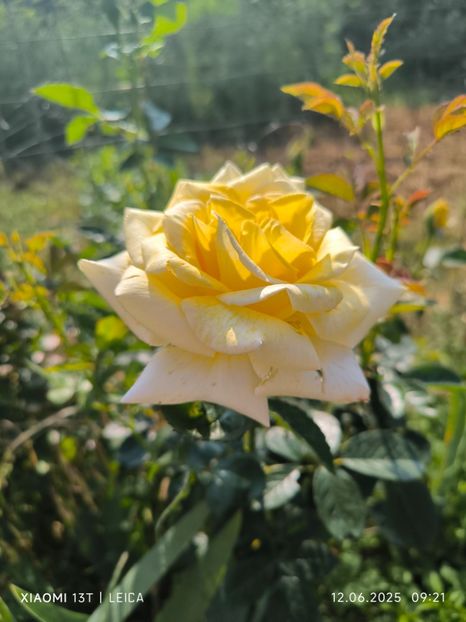  - Trandafiri 2025 ll