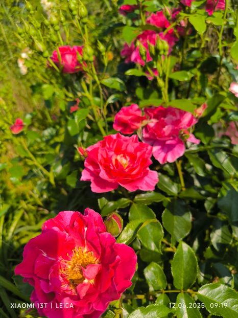  - Trandafiri 2025 ll