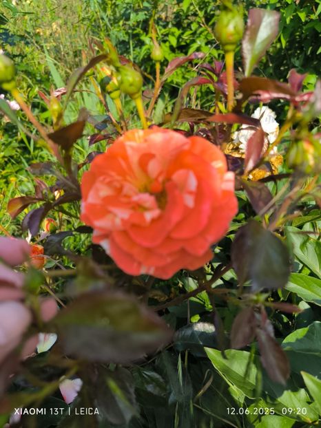  - Trandafiri 2025 ll