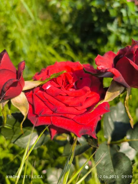  - Trandafiri 2025 ll