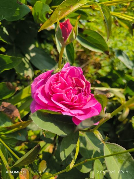  - Trandafiri 2025 ll