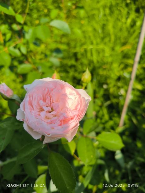  - Trandafiri 2025 ll