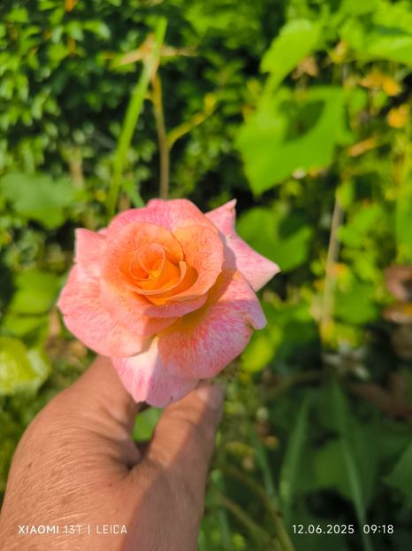  - Trandafiri 2025 ll