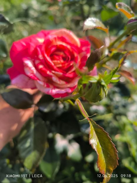  - Trandafiri 2025 ll