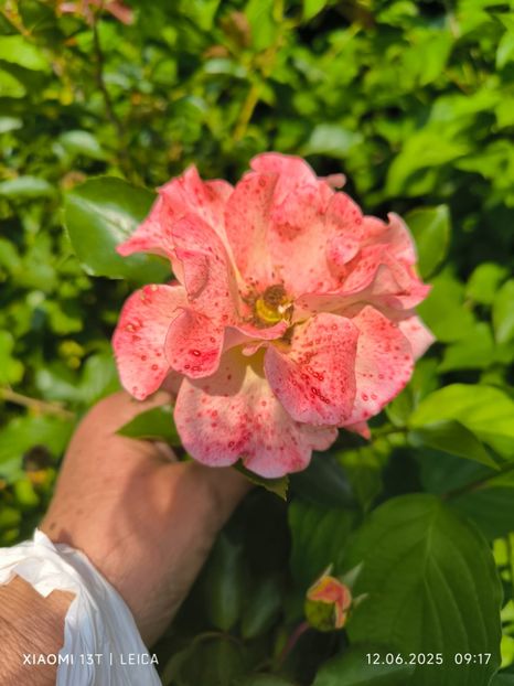  - Trandafiri 2025 ll