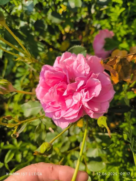  - Trandafiri 2025 ll