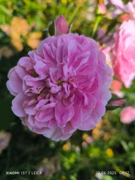  - Trandafiri 2025 ll