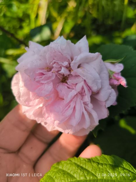  - Trandafiri 2025 ll