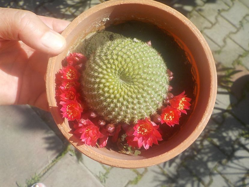  - rebutia minuscula