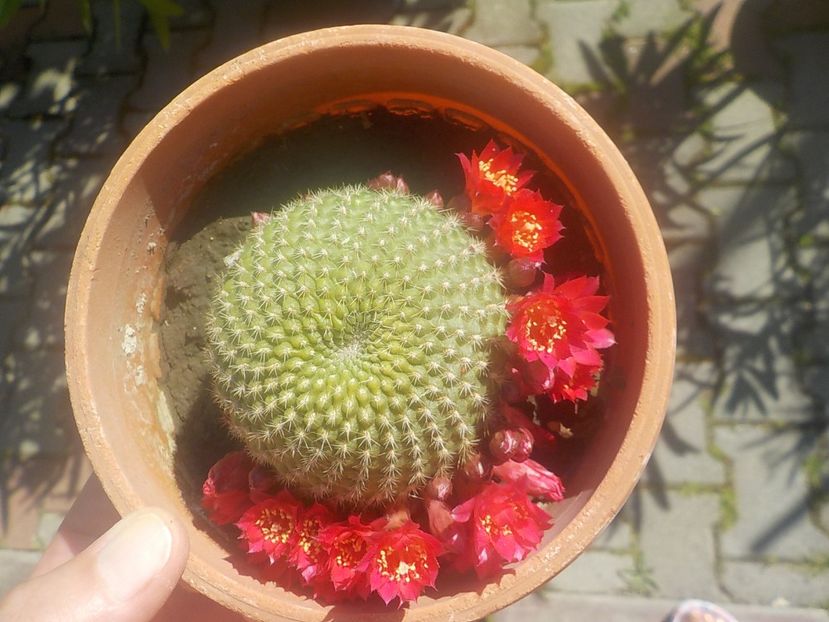  - rebutia minuscula