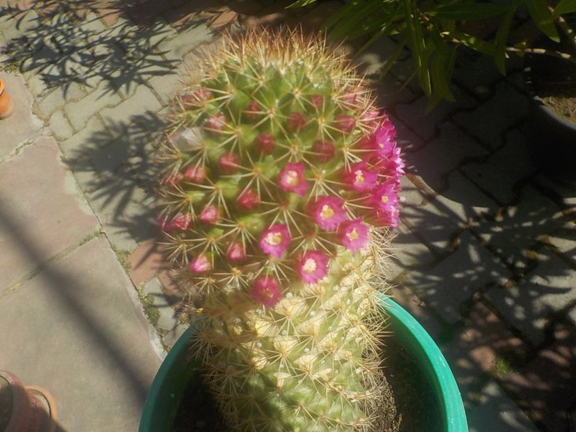  - mammilaria ernesti