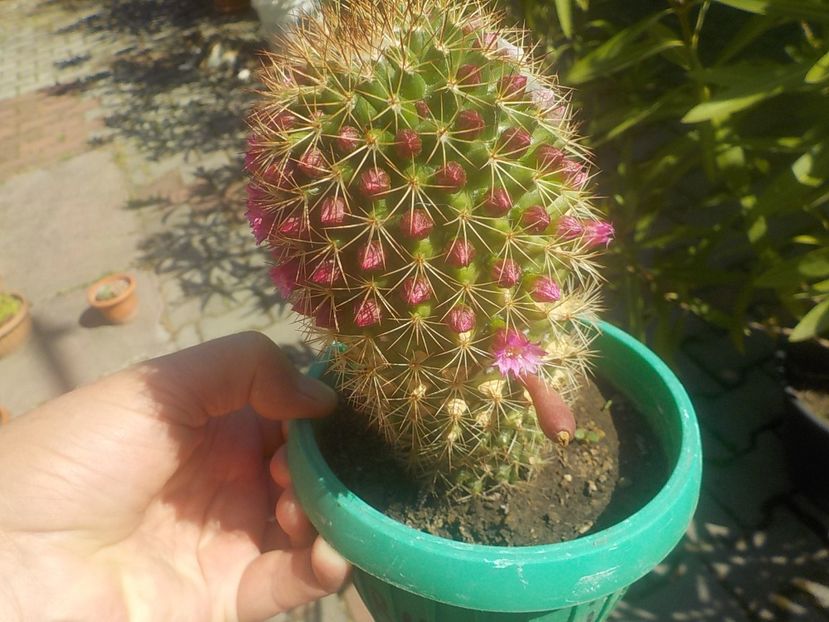  - mammilaria ernesti