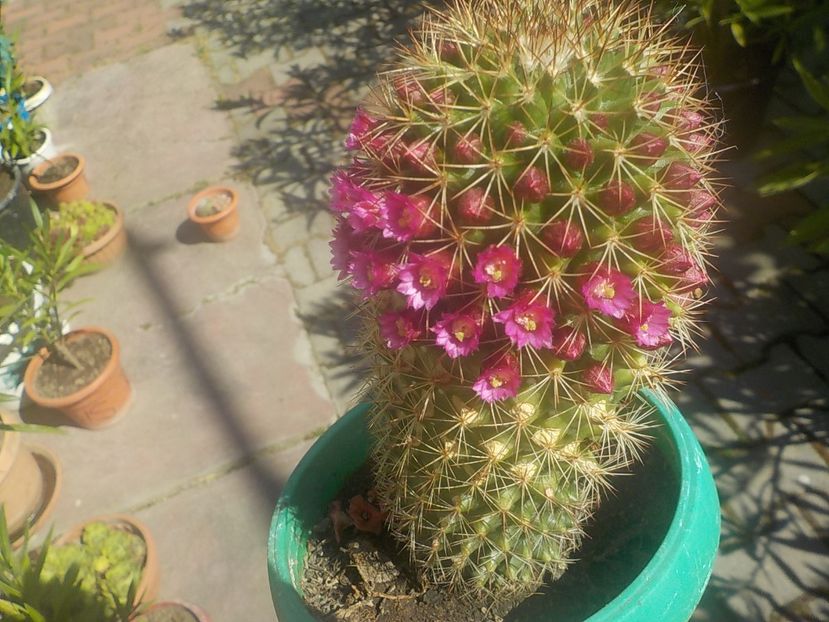  - mammilaria ernesti