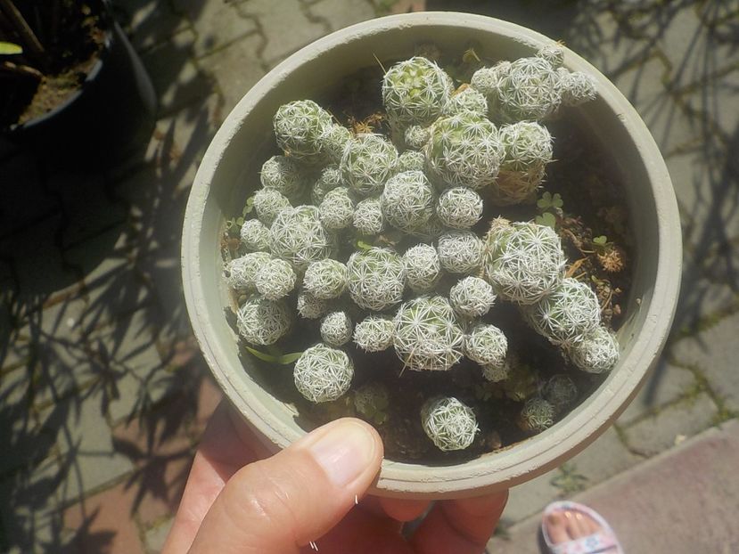  - mammillaria gracilis