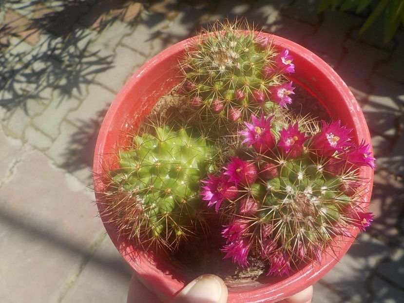  - mammilaria nejapensis 2025