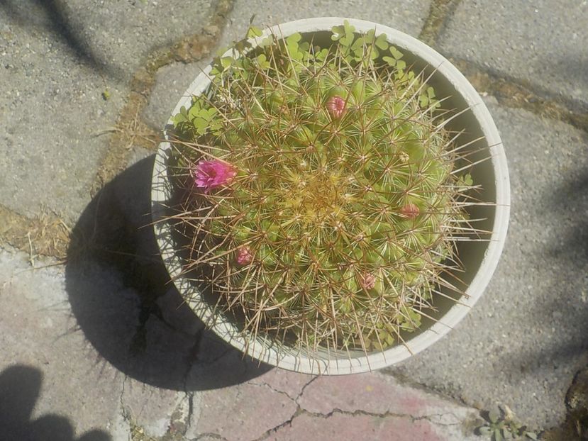  - mammillaria compresa