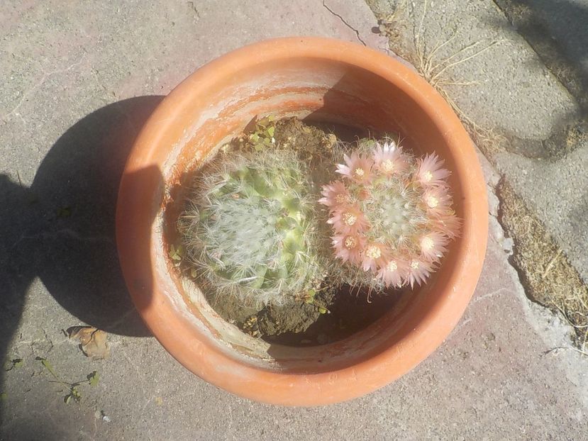  - mammillaria bocasana