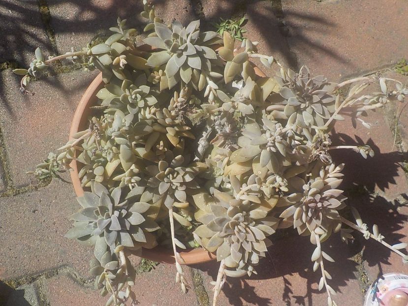  - graptopetalum paraguyense