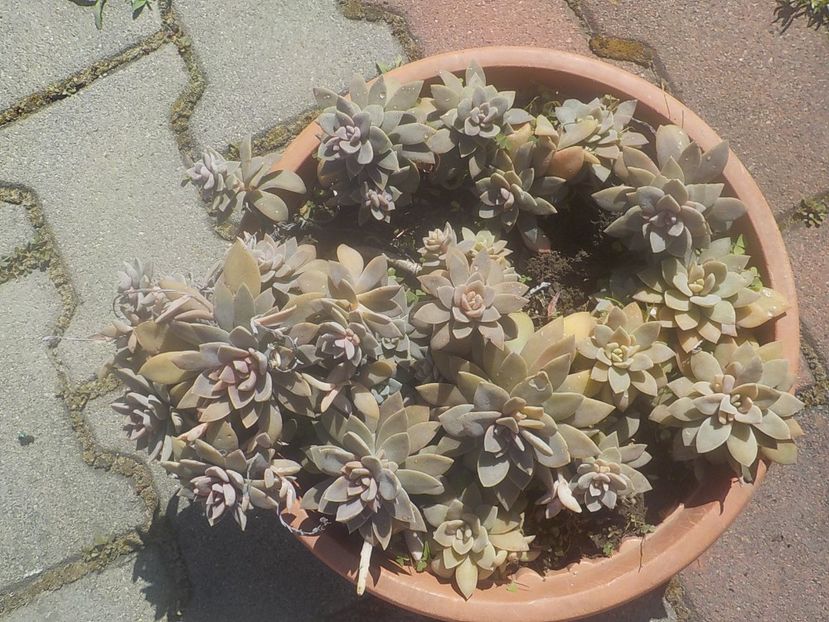  - graptopetalum paraguyense