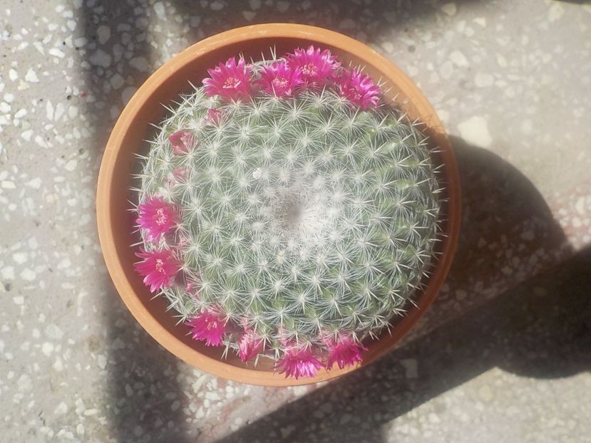  - mammillaria hahniana